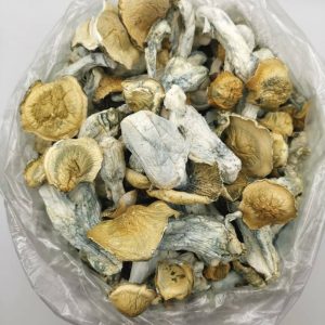 Buy Golden teacher mushroom in Australia
