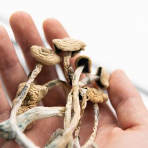 Buy Blue Meanies mushroom in Australia
