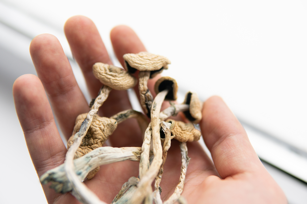 Buy Blue Meanies mushroom in Australia