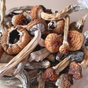 Buy Wavy cap Mushroom in Australia