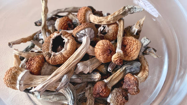 Buy Wavy cap Mushroom in Australia