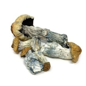 Buy Penis envy mushroom Australia