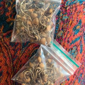 Buy Liberty caps Mushroom in Australia